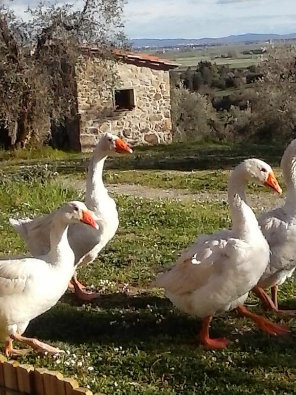Casetta Dell'Uliveto Маккиагодена Экстерьер фото